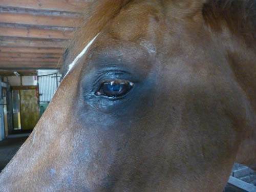 Oog Nushky