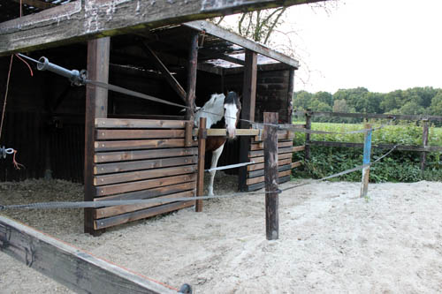 Paddock renovatie