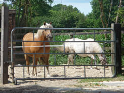 Ponykamp logee 2