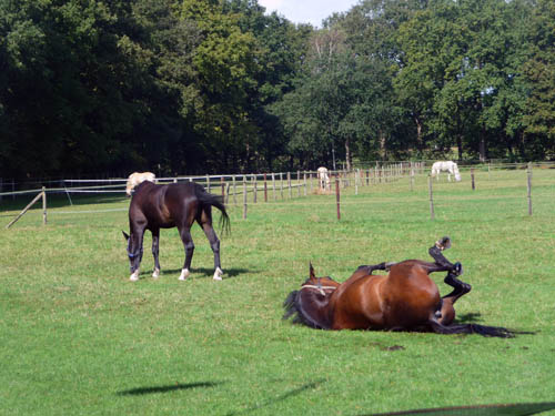 Paarden in de wei