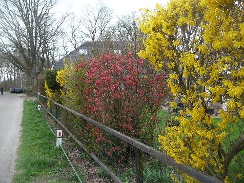 struiken