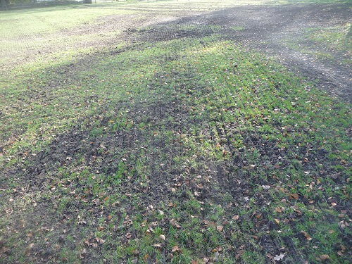 Gras