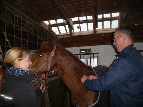 Dierenarts
