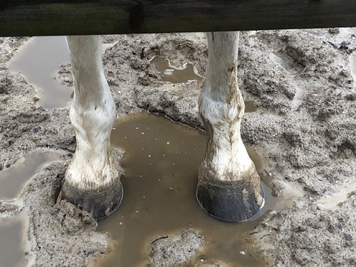 Modder